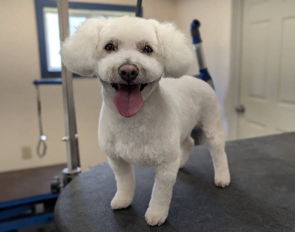 A smiling, freshly groomed white bichon on the grooming table