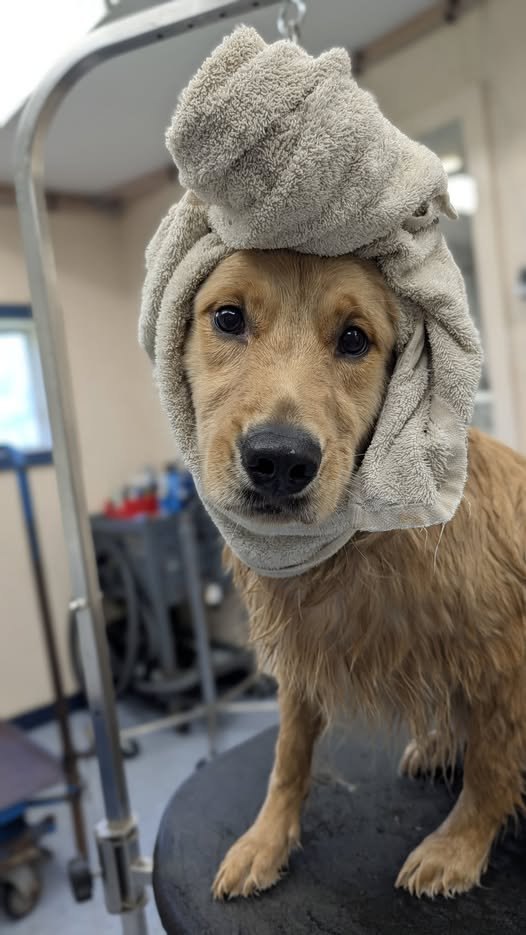 A freshly bathed golden retriever wrapped in a towel turban after grooming