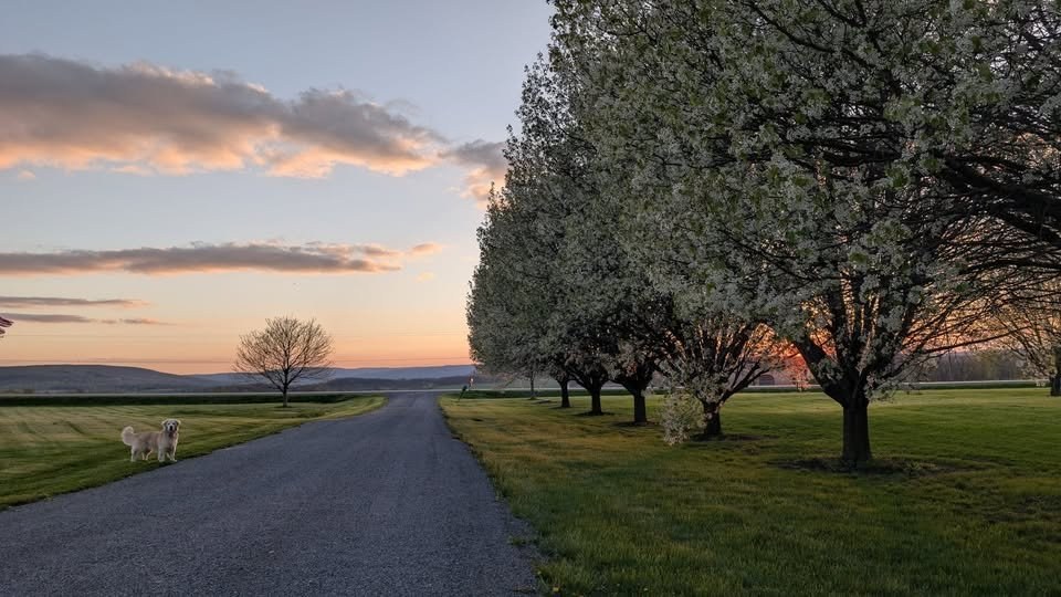 A golden retriever waiting on the lane at Phil-Mar Pet Estate, blossoming pear trees lining the drive under a Finger Lakes sunset