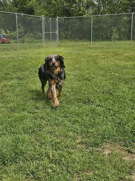 An Australian shepherd trotting across the open exercise yard