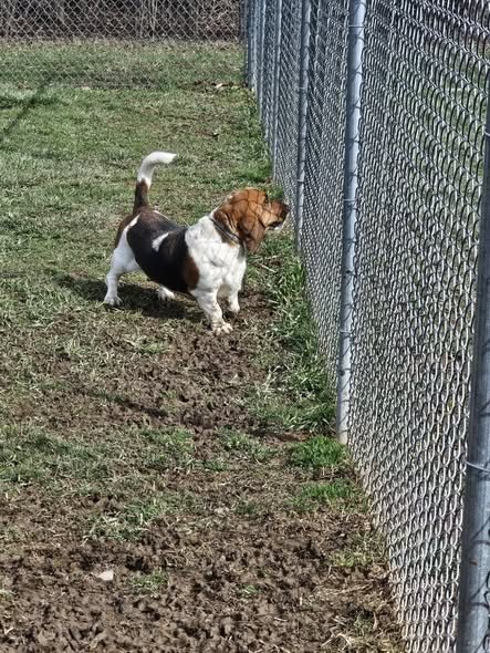 A basset hound exploring along the fence line of the play yard