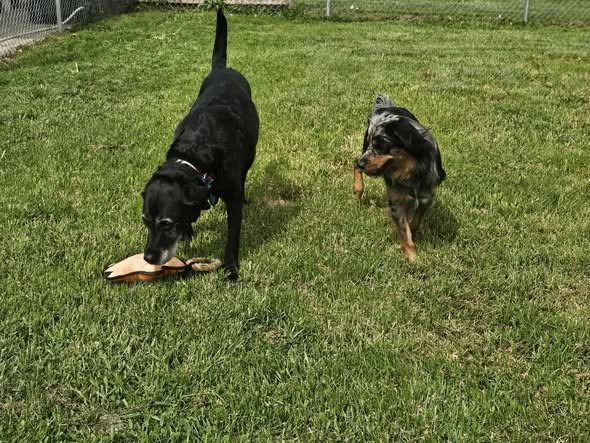 Two boarding guests playing together in the grassy yard