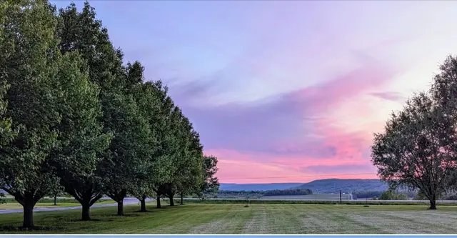 A row of trees on the property glowing under a pink and lavender sunset